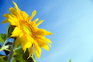 Image showing Sunflower in flowerpot