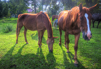 Image showing Wild horses on the field