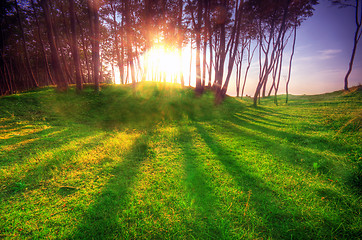 Image showing Green park at sunset