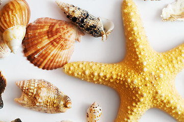 Image showing Starfish and shells