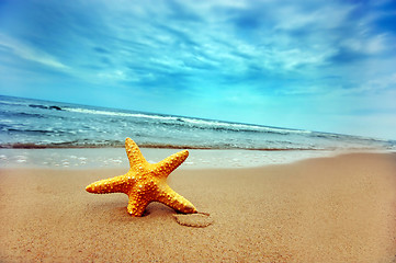 Image showing Starfish