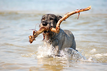 Image showing Active dog