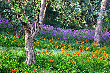 Image showing Colorful park with flowers