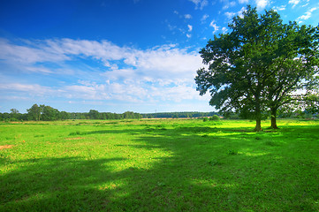 Image showing Tree on summer field