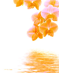 Image showing Orchid background