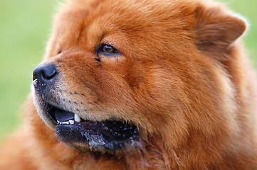 Image showing Portrait of Chow Chow Dog
