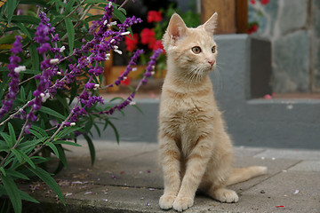 Image showing the kitten