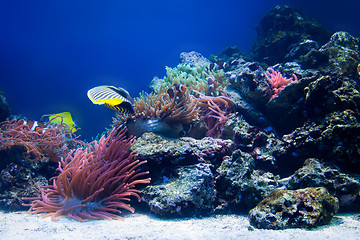 Image showing Underwater life, Fish, coral reef