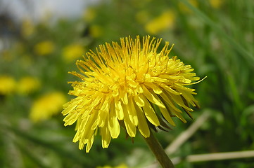 Image showing Dandelion