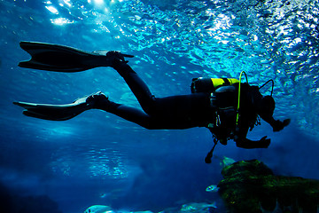 Image showing Diving in the ocean underwater