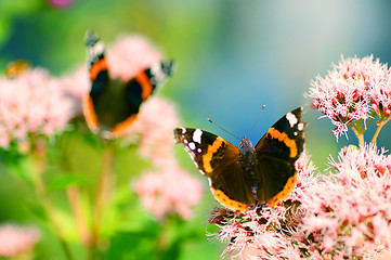 Image showing Butterfly