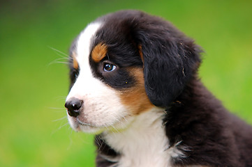 Image showing Portrait of Bernese mountain dog