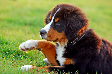 Image showing Portrait of puppy Bernese mountain dog 