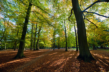 Image showing Alley with falling leaves in fall park