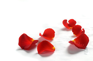 Image showing Rose petals on white background