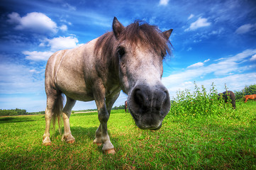 Image showing Wild young horse on the field