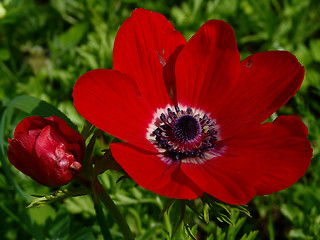 Image showing the flower