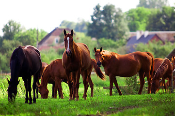 Image showing Horses on the field