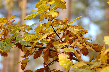 Image showing Autumn in forest