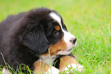 Image showing Portrait of Bernese mountain dog