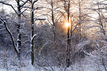 Image showing Winter white forest