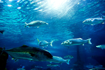 Image showing Underwater view, fish, sunlight