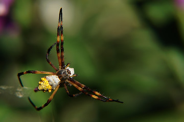 Image showing the spider