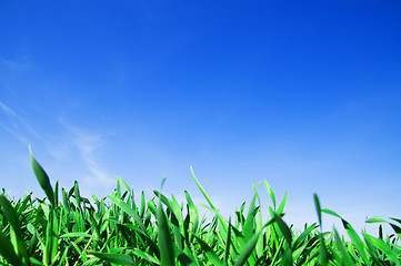 Image showing Grass and blue sky