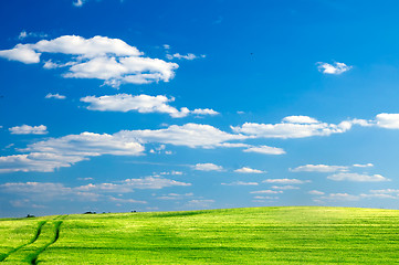 Image showing Summer field landscape