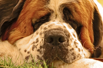 Image showing Dog lying on grass