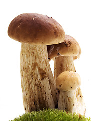 Image showing Mushrooms on white - ceps