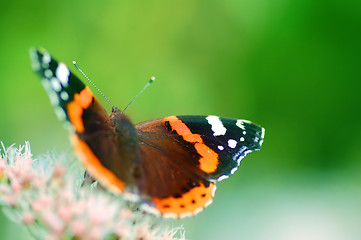 Image showing Butterfly