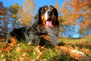 Image showing A happy Bernese mountain dog outdoors