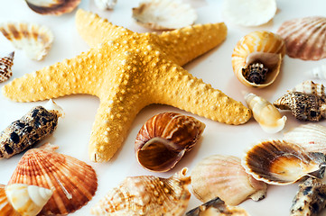 Image showing Starfish and shells