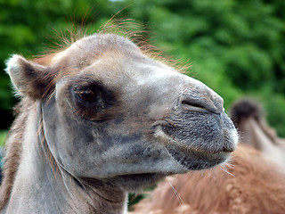 Image showing Camel