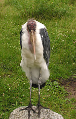 Image showing Marabou