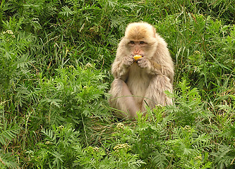 Image showing Monkey 2