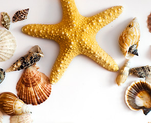 Image showing Starfish and shells