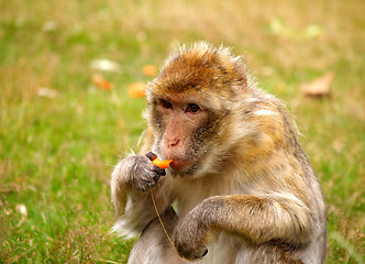 Image showing Monkey