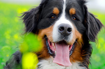 Image showing Bernese Mountain Dog portrait