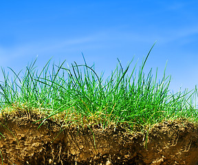 Image showing Ground, grass, sky cross section