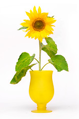 Image showing Sunflower in flowerpot