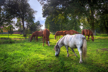 Image showing Wild horses on the field