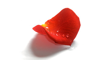 Image showing Rose petal on white background