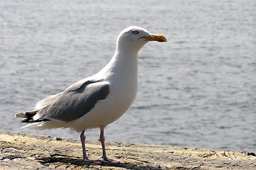 Image showing Seagull