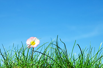 Image showing Green grass, flower and blue sky
