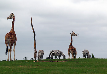 Image showing Zebra and Giraffe