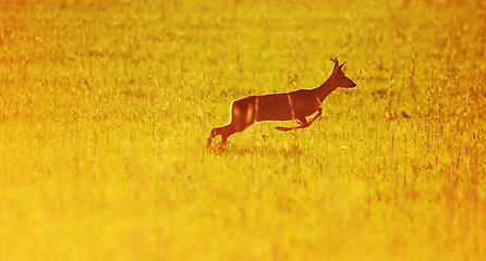 Image showing Animal background. Roe-deer