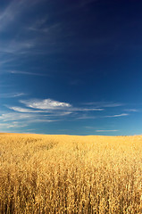 Image showing Wheat field