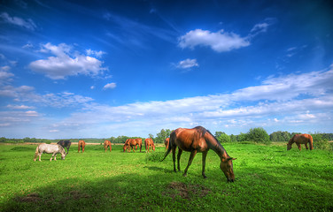 Image showing Wild horses on the field